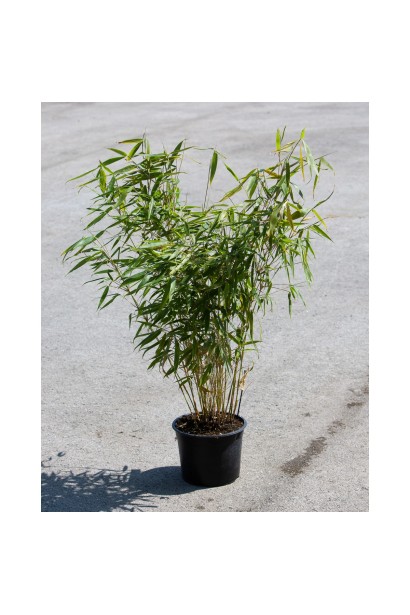 Бамбук Пінгу контейнер